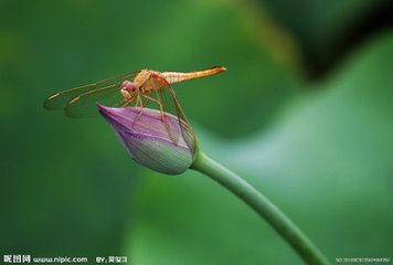 风雨看舟前落花，戏为新句