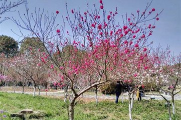 嘲樱桃