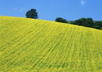 浣沙溪（南郑席上）