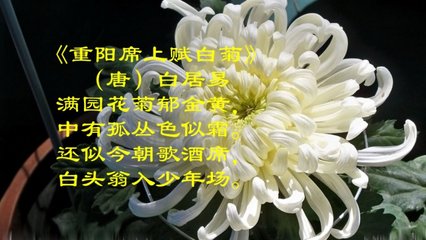 重阳席上赋白菊