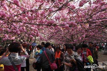 清明日青龙寺上方（得多字）