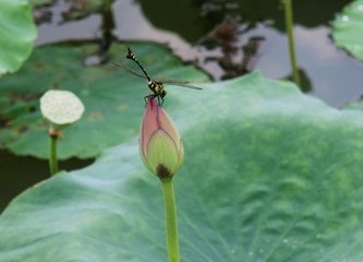 眼儿媚·叠翠阑红斗纤浓