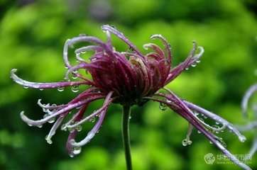 雨中花（岭南作）