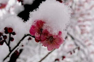 清平乐·雪馀寒退