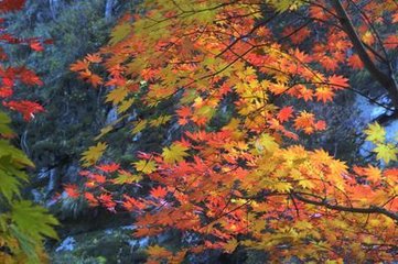 风入松（为山村赋）