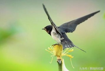 菩萨蛮（张饶县以一枝梅来，和韵）