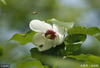 木兰花慢·恨莺花渐老