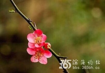 满庭芳·寰宇清夷