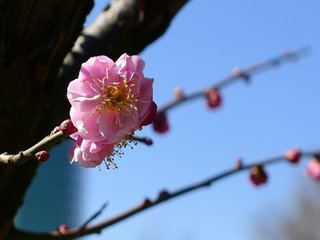 张居士歌