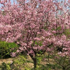 风流子·出关见桃花